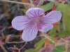 Wild Geranium Family