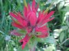 Indian Paintbrush