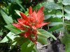Indian Paintbrush