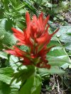 Indian Paintbrush