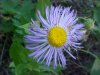 Large-Leaved Aster