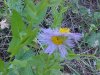 Large-Leaved Aster