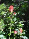 Indian Paintbrush