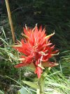 Indian Paintbrush