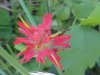 Indian Paintbrush