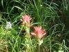 Indian Paintbrush