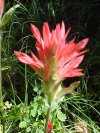 Indian Paintbrush