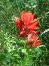Indian Paintbrush