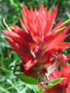 Indian Paintbrush