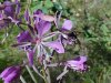 Fireweed; Blooming Sally (Epilobium angustfolium)