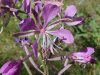 Fireweed; Blooming Sally (Epilobium angustfolium)