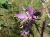 Fireweed; Blooming Sally (Epilobium angustfolium)