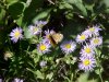 Butterfly on Purple Aster (Machaeranthera canescens)