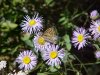 Butterfly on Purple Aster (Machaeranthera canescens)