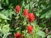 Indian Paintbrush