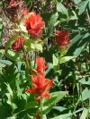 Indian Paintbrush