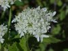 Cow Parsnip (Heraleum lanatum Michx)