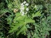 Cow Parsnip (Heraleum lanatum Michx)