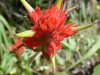 Indian Paintbrush