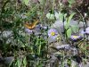 Butterfly on Large-Leaved Aster