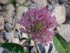 Red Clover (Trifolium pratense)