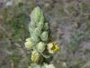 Common Mullein (Verbascum thapsus)