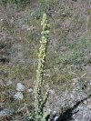 Common Mullein (Verbascum thapsus)