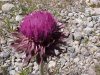 Musk Thistle (Carduus nutans)