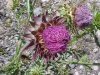 Musk Thistle (Carduus nutans)