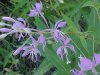 Fireweed; Blooming Sally (Epilobium angustfolium)