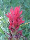 Indian Paintbrush