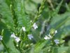 White Vervain (Verbena urticifolia)
