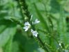 White Vervain (Verbena urticifolia)