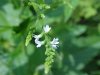 White Vervain (Verbena urticifolia)