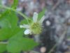 White Avens (Gillenia canadense)