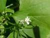 Garlic Mustard (Alliaria petiolata)