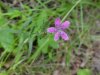 Deptford Pink; Grass Pink (Dianthus ameria)