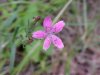 Deptford Pink; Grass Pink (Dianthus ameria)