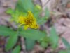 Panicled Hawkweed (Hieracium Paniculatum)