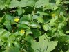 Common Buttercup (Ranunculus acris)