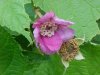 Purple-flowering Raspberry (Rubus odoratus)