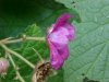Purple-flowering Raspberry (Rubus odoratus)