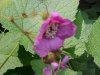 Purple-flowering Raspberry (Rubus odoratus)
