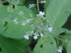 Enchanter's Nightshade (Circaea lutetiana)