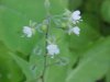 Enchanter's Nightshade (Circaea lutetiana)