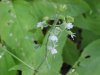 Enchanter's Nightshade (Circaea lutetiana)