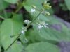 Enchanter's Nightshade (Circaea lutetiana)