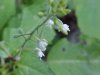 Enchanter's Nightshade (Circaea lutetiana)