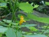 Pale Touch-me-not; Jewelweed (Impatiens pallida)