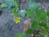 Yellow Wood Sorrel; Sour Grass (Oxalis stricta)